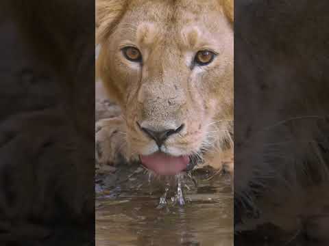 Gir Lions | Lions | Gir |