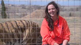 39 tigers from Netflix series 'Tiger King' are now living in a Colorado animal sanctuary