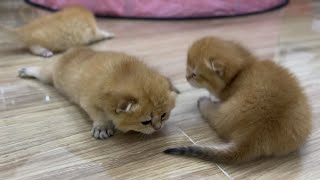 Cute kittens learning to walk by BoBo & BunBun 877 views 1 year ago 3 minutes, 32 seconds