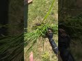 A must for weeding… #yardwork #lawncare #outdoors #tiktokshopspringglowup #tiktokshopcreatorpicks