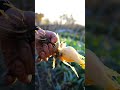 stiamo raccogliendo tutti i #finocchio per colpa della #gelata #mattthefarmer #orto