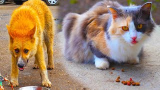 Helping for stray cats and dogs on the street by My Little Friend 420 views 3 years ago 4 minutes, 53 seconds