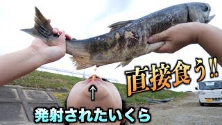 生きたシャケから直接イクラを食べるとこうなる！！