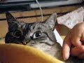 【Jean 0178】ジャンくんはママが大好きパパはまあまあ　元野良猫の保護里親記録 Jean, a former stray cat.