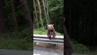 Person Throwing Snacks to a Bear Standing on Hind Legs