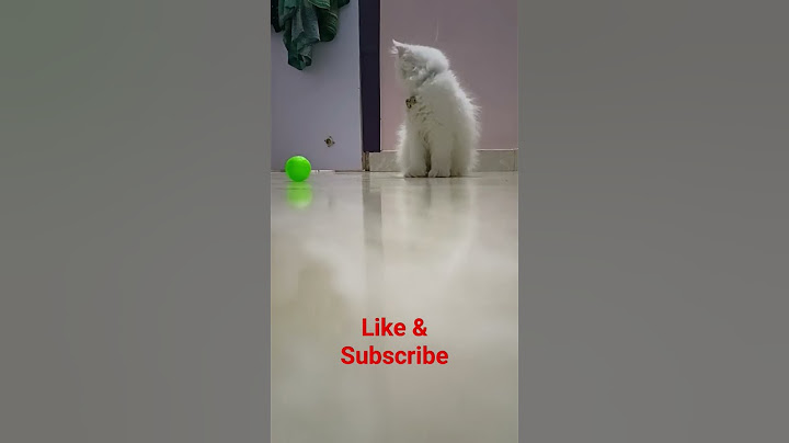 Video 2770361: catlover meow kitty cutecat, cats cutecats kitty catlover, cutecat catlover kittycat, catlover funny kitty cutecat, amazing meow cat