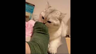 Tente Não Rir Funny Cat