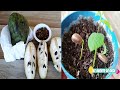 49 cmo germinar semillas  chirimoya  elhuertodecasa