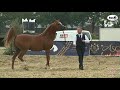 N 150 munir aladeyat   arabian horse weekend 2021   international