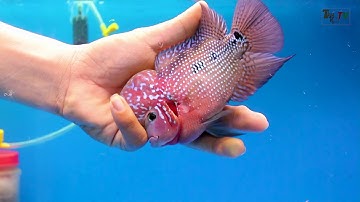 Cá La Hán : Xử Lý Cá Bị Hở Mang