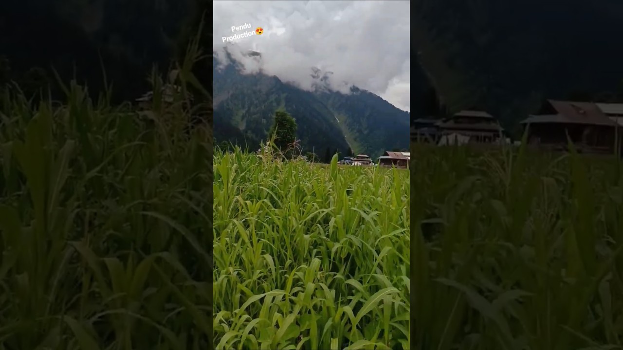 "Find your peace in the gentle flutter of a butterfly's wings."🦋🦋🦋