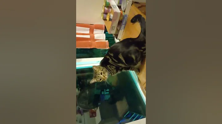 cats ,dog