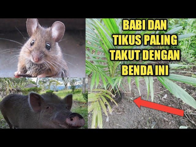 Cara mengusir hama babi di kebun sawit