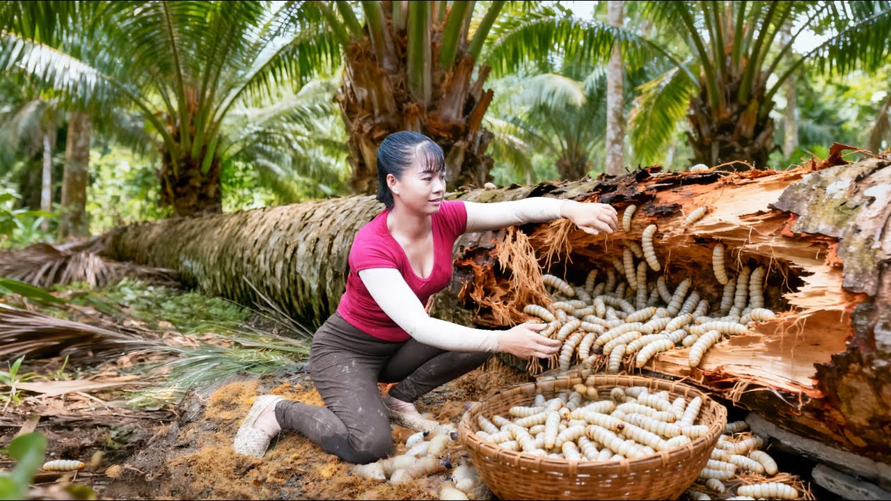 TIMELAPSE -- 299 Days Harvest Many Palm Weevil, Go To Market Sell | Tiểu Vy Single Mom