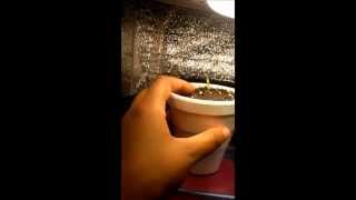 The 420 Grow Diary -  (Episode 1) "Cannabis Germination"