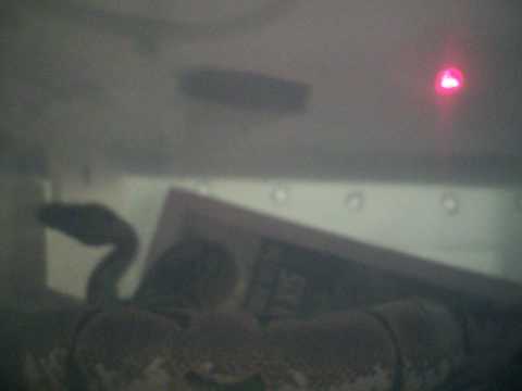Spider ball python- stress related corkscrewing / wobbling / spinning