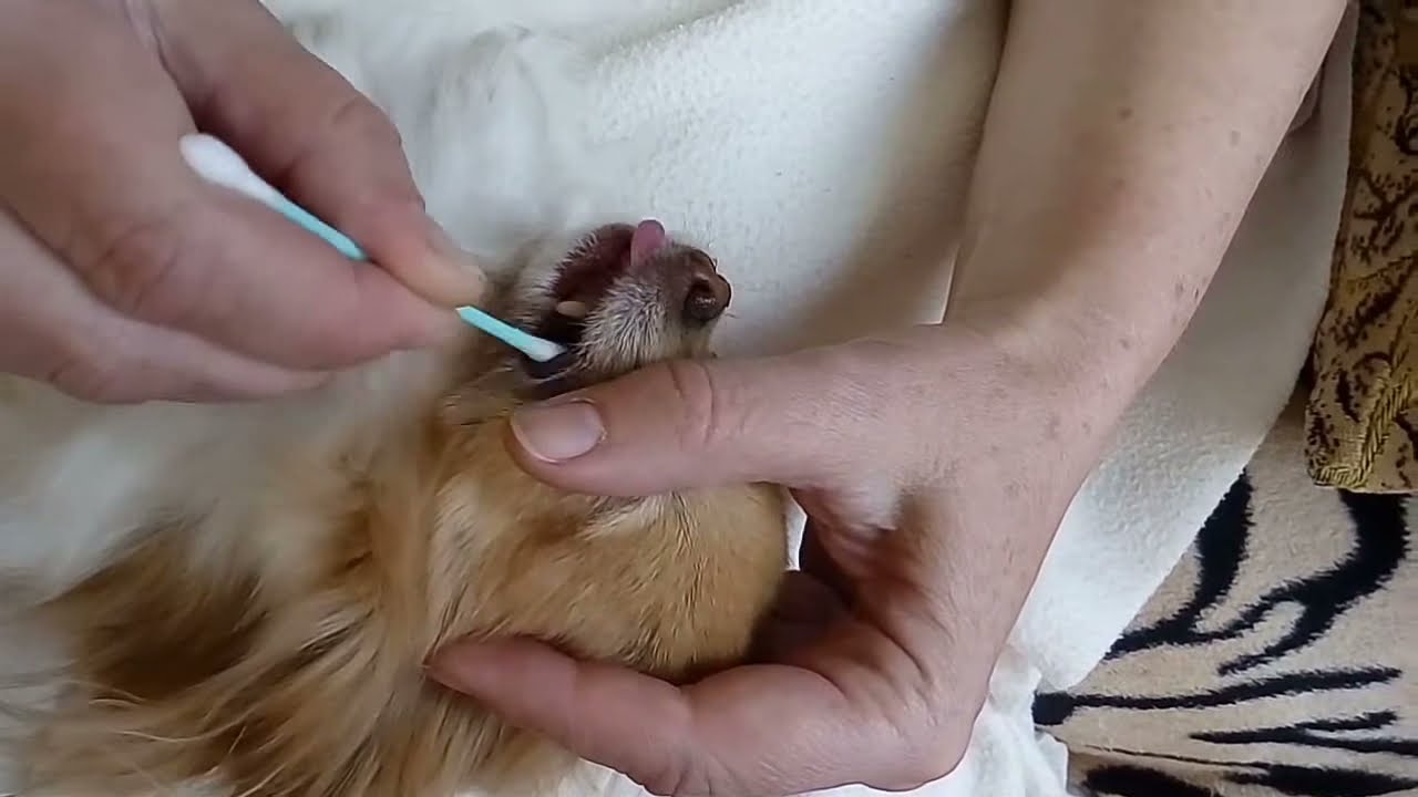 Правильный уход за чихуахуа