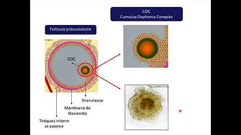 Quelle hormone provoque la maturation de l'ovocyte