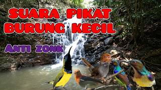 Suara pikat burcil ribut ampuh? Kombinasi sogon, perenjak atas