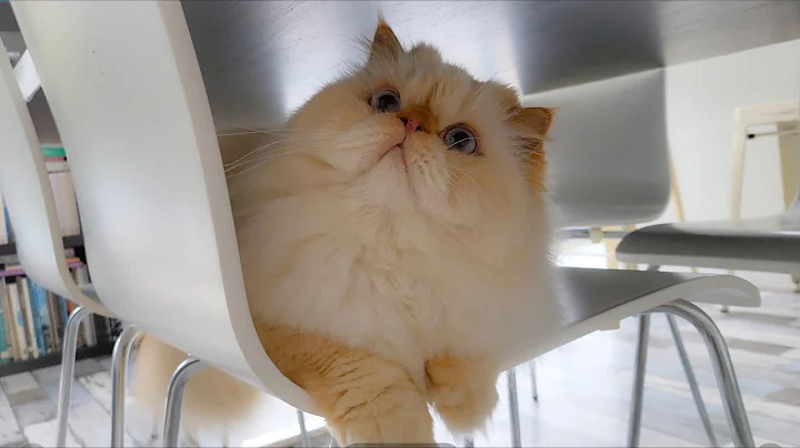 Watch the video about Fat Boy has fun on the chair!