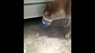 Shiba Inu Scout - head stuck in a yogourt by rnehiebert 6,228 views 12 years ago 1 minute, 19 seconds