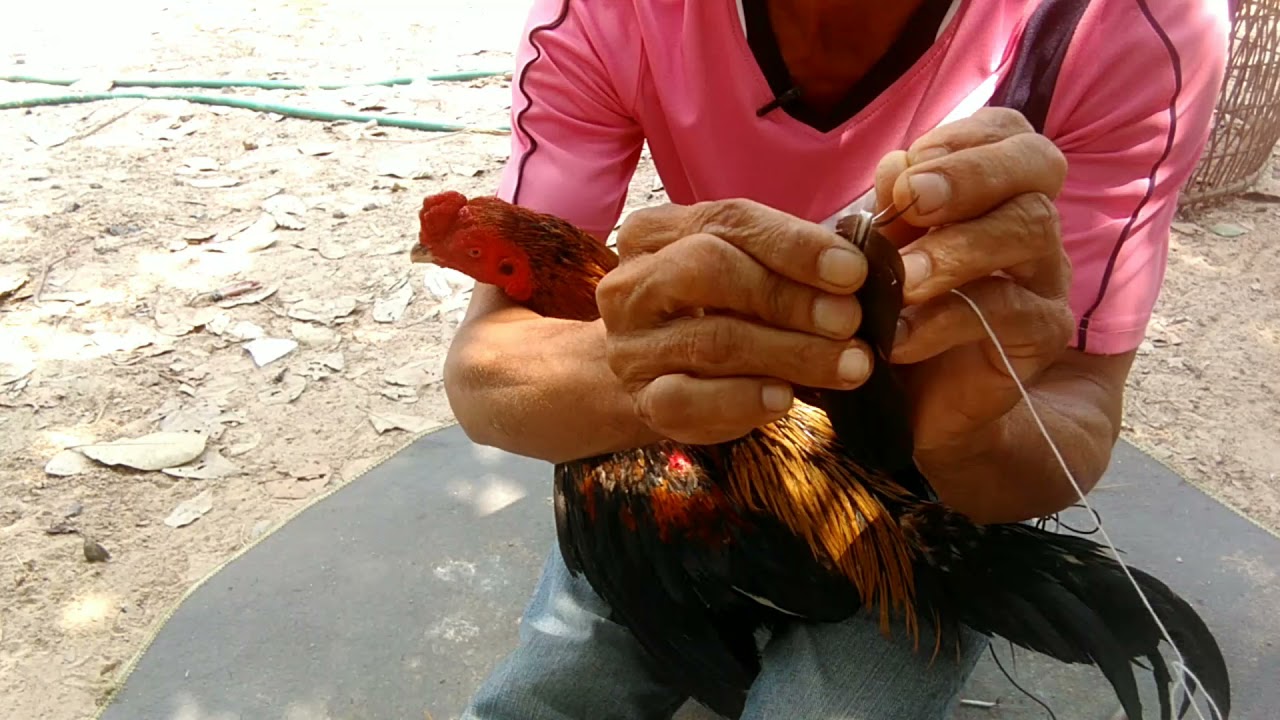 ต่อปลีกไก่ด้วยวิธีเย็บก่อนออกชน