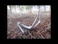 2013 Shed Hunting : Big unique sheds! 2013 Shed Hunting : Big unique sheds!