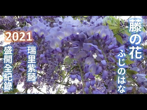 2021瑞里紫藤花～大盛開全紀錄（沙子在旅行帶您一起享受紫色山城的浪漫情懷）