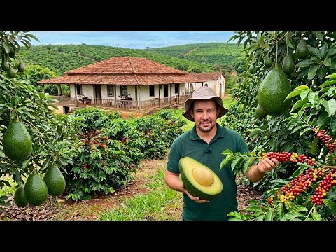 SMALL FARM INCOME COMES FROM AVOCADO AND COFFEE CROPS