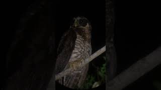 Band-bellied Owl (Pulsatrix melanota). June 2023