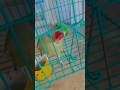 Indian Ringneck parrot loud morning Screaming! #parrot #mithukibatain #indianbatsman #birds