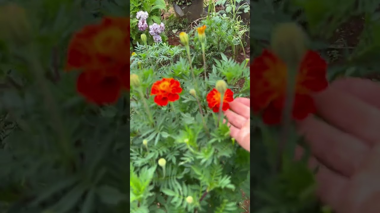 Hái hoa đậu biếc và rau ăn sống