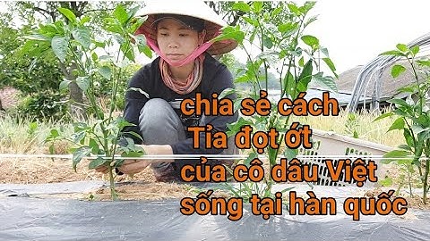 134# CHIA SẺ CÁCH Tỉa đọt  ỚT, CHO TRÁI TO,VÀ ĐẠT NĂNG SUẤT CAO"