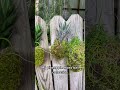 Pineapple Art Meet Moss Art #mossball #plantart #pineapple #fineapple #creator #smallbusiness