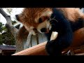 【姫路セントラルパーク レッサーパンダ】ジャジャちゃんリンゴしゃきしゃき♪