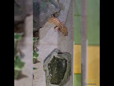 تصویری: Leopard Gecko - خزندگان Eublepharis Macularius نژاد ضد حساسیت ، بهداشت و زندگی