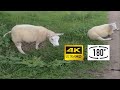 180° POV video of nosy sheep