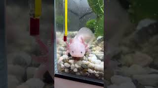 Аксолотль Лилу #аксолотль #амфибия #питомец