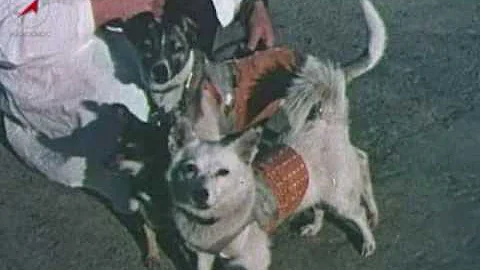 Is Laika still making movies?