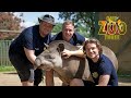 One zoo three season 4 trailer  hertfordshire zoo