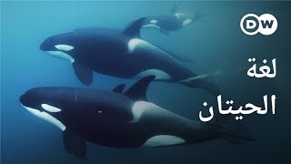 وثائقي | هل يتحدث البشر والحيتان نفس اللغة ؟ | وثائقية دي دبليو