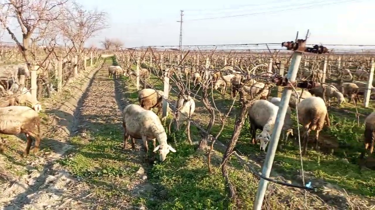 PAŞA YİNE YAPMIŞ YAPACAĞINI. GERİ GELDİĞİNDE HALİNİ SİZ DÜŞÜNÜN. DİŞİ KÖPEKLER NE ZAMAN KIZAN OLUR? 