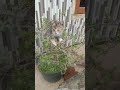 kucing pot