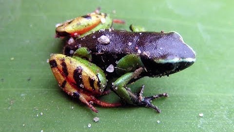 Biodiversity hotspot case study: Madagascar