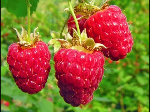 Vidéo: Caractéristiques de la culture des framboises