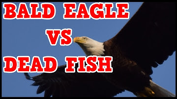 Bald Eagle Catches Dead Fish (Photo Sequence)