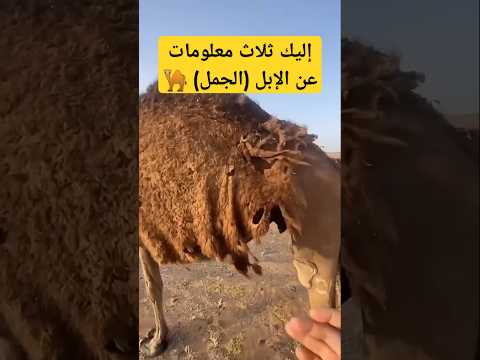 إليك 3 معلومات عن الابل الجمل معلومات عامة غرائب 
