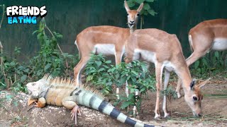 Awe-Inspiring Connection Between Iguana And Impala