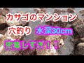 【穴釣り】水深３０ｃｍのカサゴマンション　どれだけいるの　in湘南　穴釣りガシラ　アラカブ