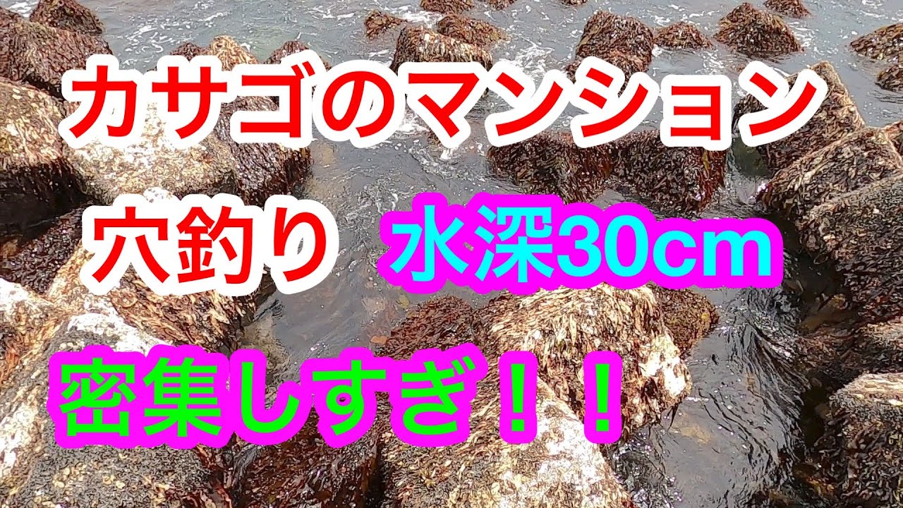 【穴釣り】水深３０ｃｍのカサゴマンション　どれだけいるの　in湘南　穴釣りガシラ　アラカブ